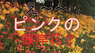 （ハロウィーンミュージック）珍しいピンクの彼岸花が咲いているとのことで、愛知県高浜市の稗田川に、ピンクの彼岸花を探しに行ってきました。