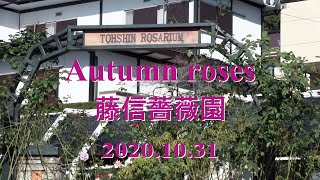 Autumn rose flowering scenery [Toushin Rosarium]