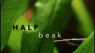 Spend a moment with a Halfbeak - 4K