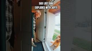 LOST DOG EXPLODES WITH JOY AFTER FINDING OWNER!!! Cute dog reunited with owner [AI] #shorts