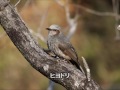 海上の森　春の鳥の鳴き声（音声）