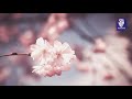 surah yasin, arrahman, al mulk & al waqiah - beautiful recitation by mishary rashid alafasy