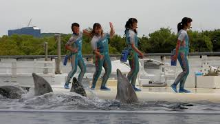 ★京都水族館　イルカショー　きいて音♪　4頭揃うかな・・・？