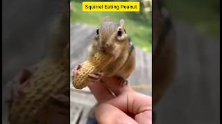 Squirrel Eating Peanuts Video 🥜🐿#shorts #shortsfeed #youtubeshorts #Squirrel #viral #trending #funny