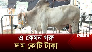 এ কেমন গরু, দাম ১ কোটি টাকা! | Cow | News | Desh TV