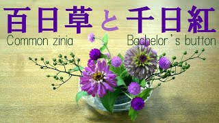 【生け花】百日草と千日紅【ikebana】野薔薇の実/ジニア/Common zinia/bachelor's button/百日草和百日草/野玫瑰/Wild rose/ダイソーのガラス水盤/100均