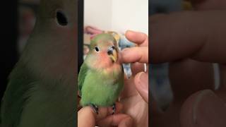 ミド🐥吾輩の幼き頃🍼👶シリーズ11 赤ちゃんインコを愛でる🤲😭✨　#毎週金曜日 #インコ #コザクラインコ #もふもふ #parrot #かわいんこ #癒し動画 #petbird