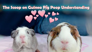 The Scoop on Guinea Pig Poop Understanding Cecotrophy Nutrition! 💩🥦🐹 #guineapig #cuteanimals