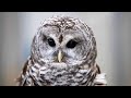 Owl abandoned by parents becomes Blandford 'Wildlife Ambassador'