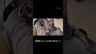 ご機嫌ななめ？な猫【ちふゆ】