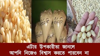 বীর্য মনি  ফল খেলে কি হয়  বীর্যমনি ফলের উপকারিতা