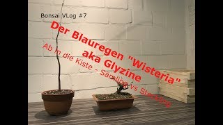 Bonsai VLog # 7 Wisteria \