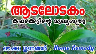 കഫക്കെട്ടിന്റെ ശത്രു | ആടലോടകം | ഔഷധഗുണങ്ങൾ | Home Remedy | Aviyal Das Pakkat