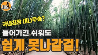 국내 여행 가볼만한 곳 태화강 국가정원 십리대숲 대나무숲  - 걷는놈 건강한몸