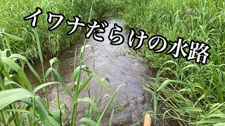 田んぼの脇の用水路で魚捕りしてたらイワナが大量だった【ガサガサ】