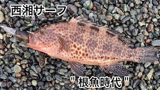 【笑いアリ】オオモンハタが釣れた【西湘サーフ】