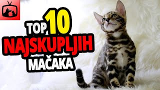 🐈 Najskuplje Mačke - TOP 10 Najskupljih Mačaka Na Svijetu!