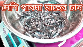 দেশি পাবদা মাছের পোনা | কিভাবে চাষ করে লাভবান হওয়া যায় | Pabda fish farming | যোগাযোগ  01854805743