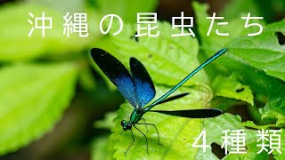 沖縄の昆虫たち