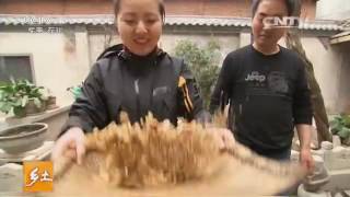 20160512 乡土  学艺民间 美味陇县探美食