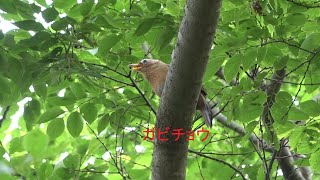 ガビチョウ：２０２２年６月１日：埼玉県入間郡越生町越辺川遊歩道