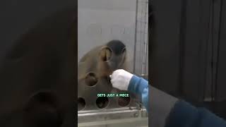 Mind-Blowing Experiment Shows Monkey's Reaction to Injustice!
