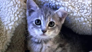 Purrlease DON'T DECLAW Your Cats!