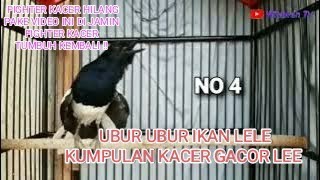 🔴 KUMPULAN VIDEO KACER GACOR BUKA EKOR | BIKIN KACER LAIN IKUTAN GACOR 🔴