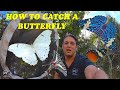 HOW TO CATCH A BUTTERFLY   7 TIPS