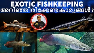 Exotic Fish Keeping in Kerala: How to Care for Giant Fishes like Alligator Gar  and Arapaima