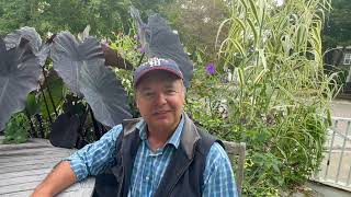 Elephant Ears  - Colocasia esculenta Black Runner