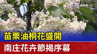 苗栗油桐花盛開 南庄花卉節揭序幕