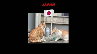 Japan vs Russia  Differences in cat fights#memes #funnyvideo