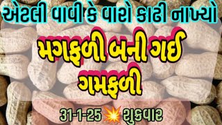 મગફળીમાં ભયંકર મંદી, મગફળીમાં તેજી, મગફળીના ભાવ, ગોંડલ,  સીંગદાણા, સીંગતેલ, 31.1.25, farmer market