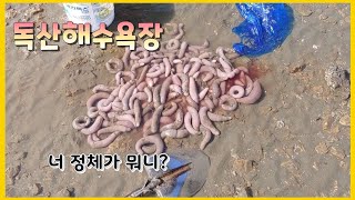 [해루질] 독산해수욕장 조개 잡으러갔는데..  신기한게 잡힌다!