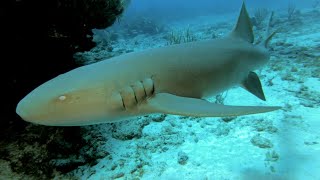 Antigua Diving - Mad Max dive site | Reef sharks | Nurse sharks | Black jacks