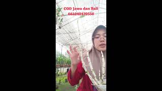 live sale anggrek murah bisa cod