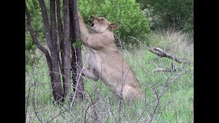 Lions Sharpening Claws Before The Hunt