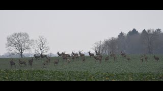 Duża chmara jeleni byków na polu