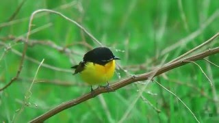 マミジロキビタキ（6）成鳥 - Yellow-rumped Flycatcher - Wild Bird - 野鳥 動画図鑑