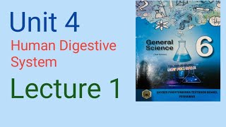 Unit 4 Human Digestive System l best lecture on human digestive system l Grade 6 l General Science