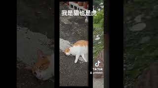 #猴硐貓村追尋貓星人   #cat is so cute #猴硐貓村遇見驚喜,小犬一下就沉浸其中,絕不能心軟,不然我家會成為#流浪動物園！