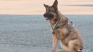 6 Dogs That Prove They Are Truly Man's Best Friend | ABC News Remix