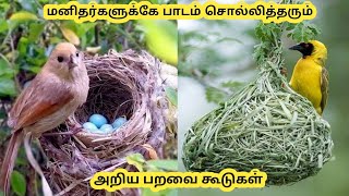 bird nest in tamil | வித்தியாசமாக கட்டப்படும் அரிய பறவை கூடுகள் | Unusual bird nests in tamil