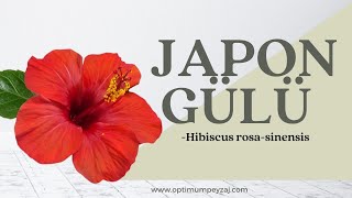 BİTKİ ANSİKLOPEDİSİ | JAPON GÜLÜ -HİBİSCUS ROSA SİNENSİS NEDİR?NERELERDE YETİŞİR?İSTEKLERİ NELERDİR?