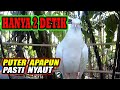 PASTI NYAUT !!!PUTER MATA MERAH ll SUARA BURUNG PUTER MERDU