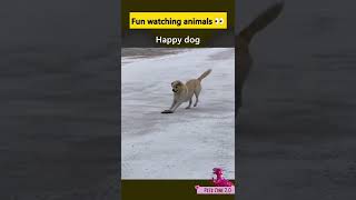 Happy Happy Dog - Funny Dogs Videos #Shorts