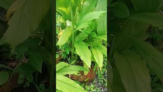 planting turmeric rhizomes in old cloth bags #garden #turmeric #coconuthusk #recyclingidea