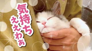 寝起きに耳掃除されてうっとりする猫【おしゃべりする猫】 【猫アテレコ】