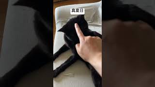 猫も暑いからエアコンしっかり使ってあげようね